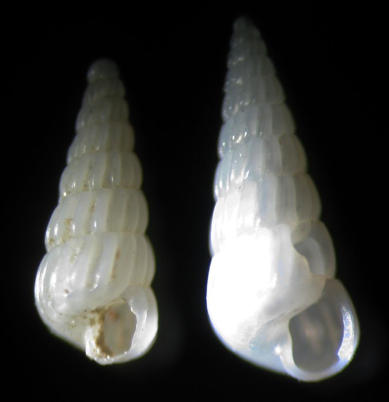 Turbonilla lactea juv vs obliquata